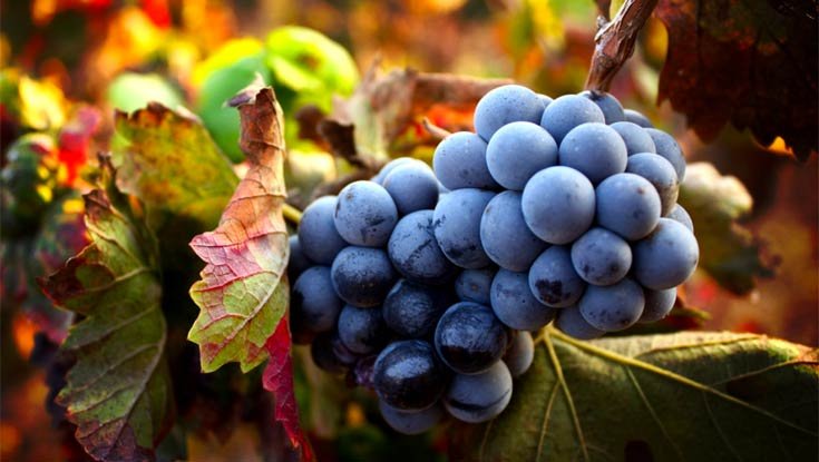 Sangiovese-Grapes-for-Brunello.jpg